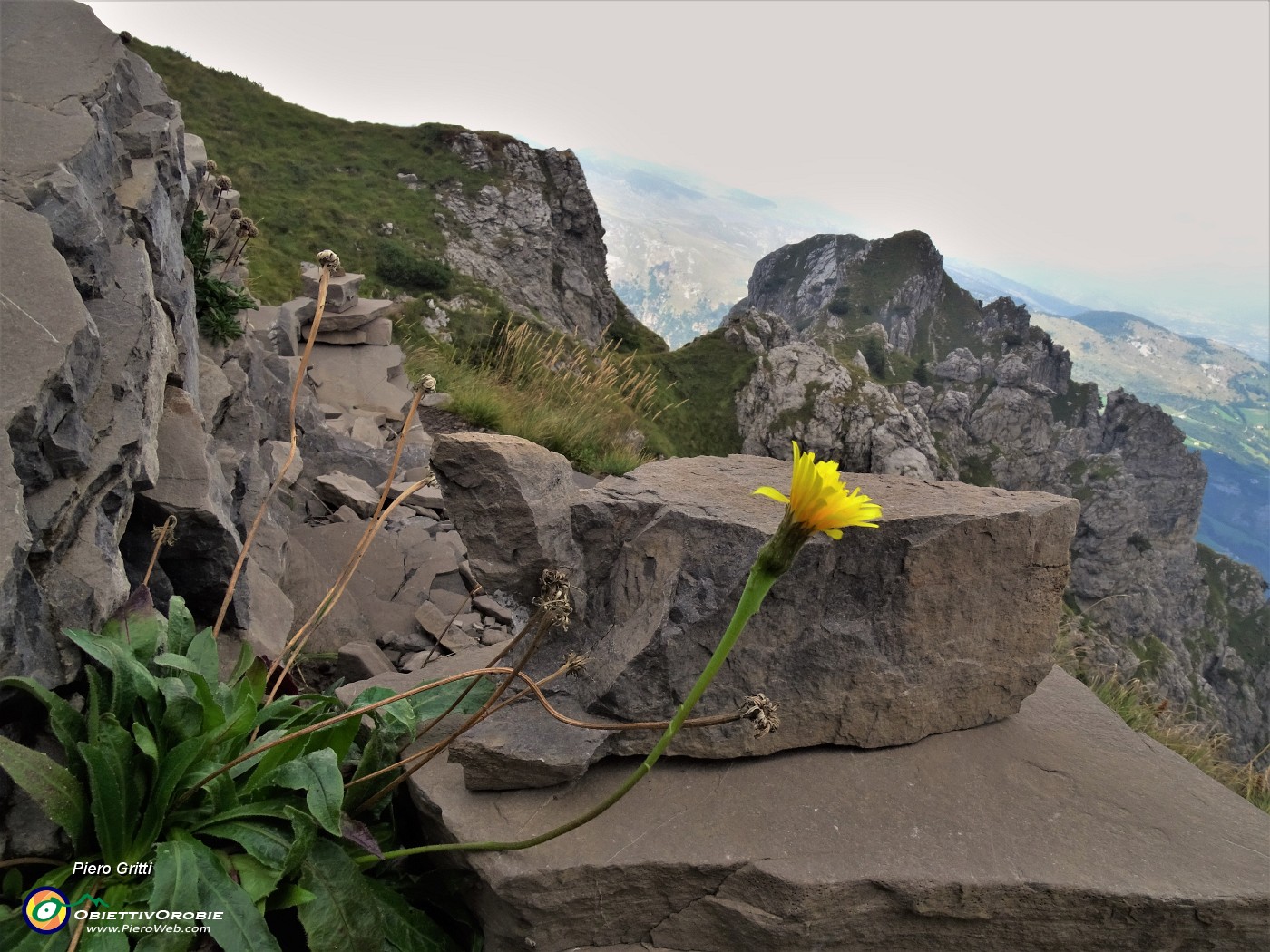 71 Hieracium (Ieracio) con vista sul Col dei Brassamonti.JPG